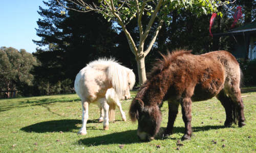 Pet Shetland ponies